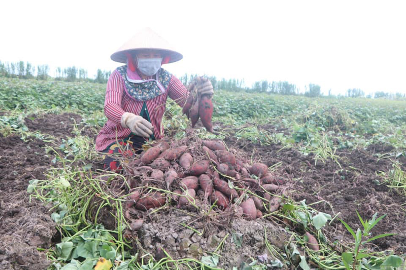 278.Khoai2