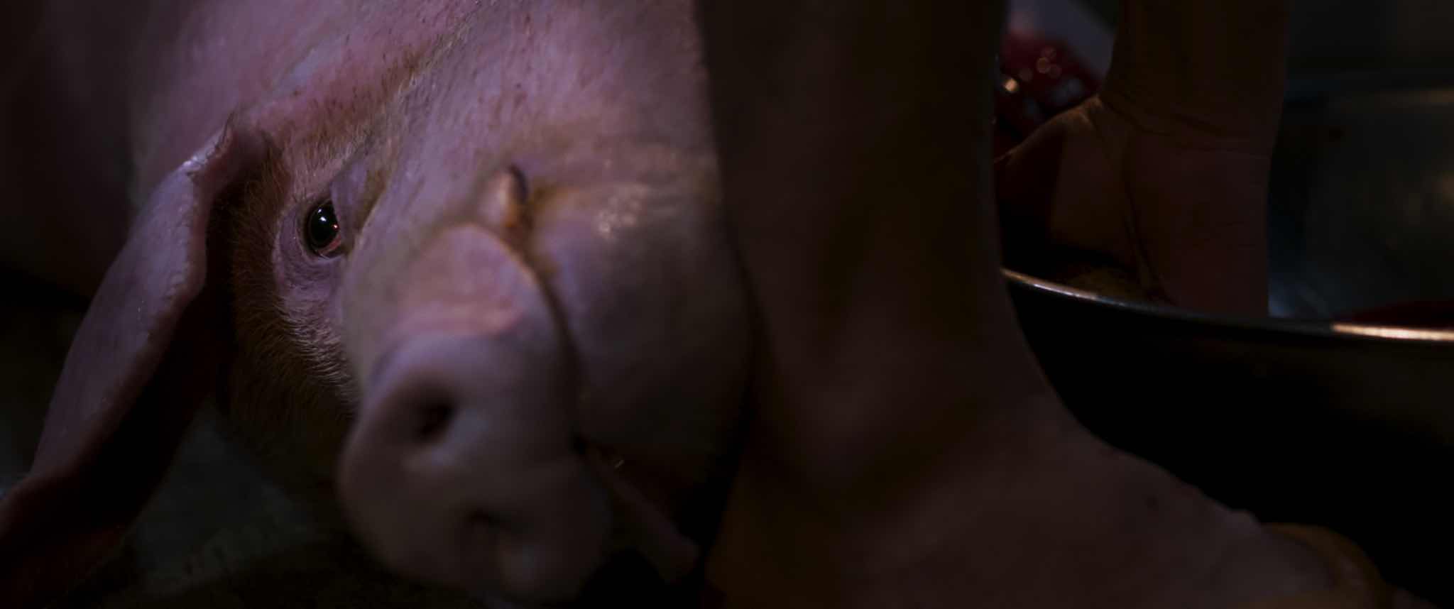 1z.834.heo-nam-mong3