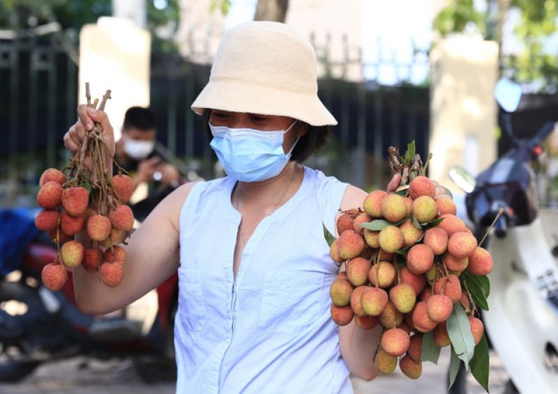 Gần 100.000 tấn vải đã được tiêu thụ