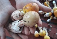 Độc đ&aacute;o loại nấm trứng g&agrave; gi&aacute; nửa triệu đồng mỗi kg
