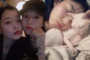 Ai đang chăm sóc chú mèo Goblin của cố nghệ sĩ Sulli?