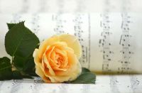 C&oacute; n&ecirc;n y&ecirc;u một người nổi tiếng?